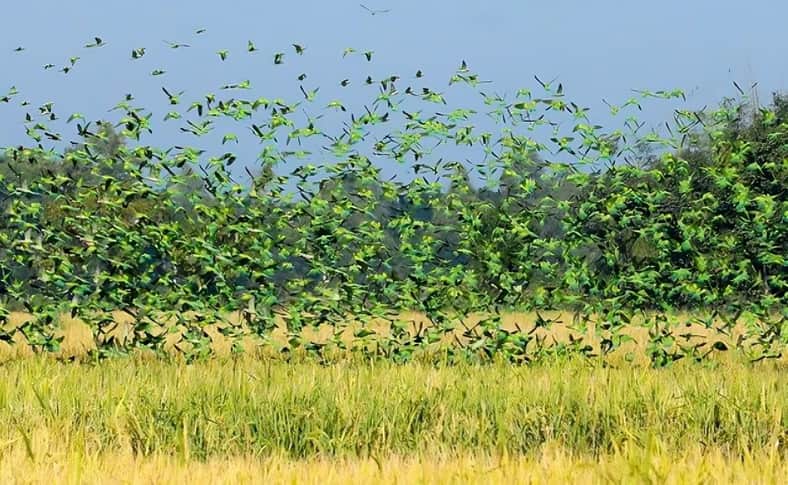 হাজার হাজার টিয়া পাখি