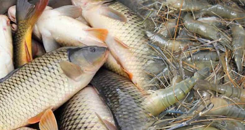 গলদা ও কার্পের মিশ্র চাষ