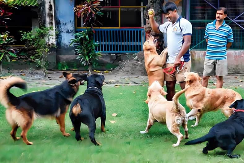 ভারতীয় গোয়েন্দা কুকুর