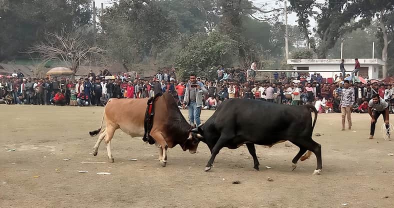 ঐতিহ্যবাহী ষাঁড়ের লড়াই