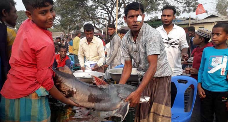 বাঘাইড়