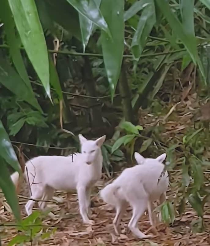 সাদা বাঘ