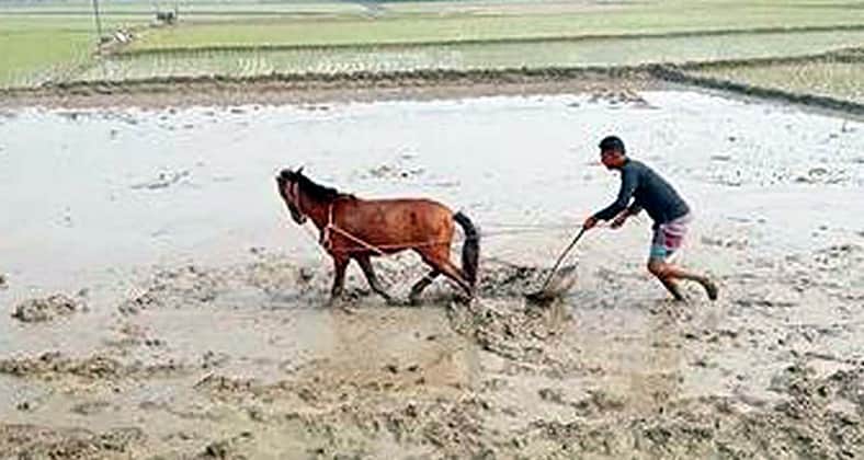 ঘোড়া দিয়ে জমি চাষ