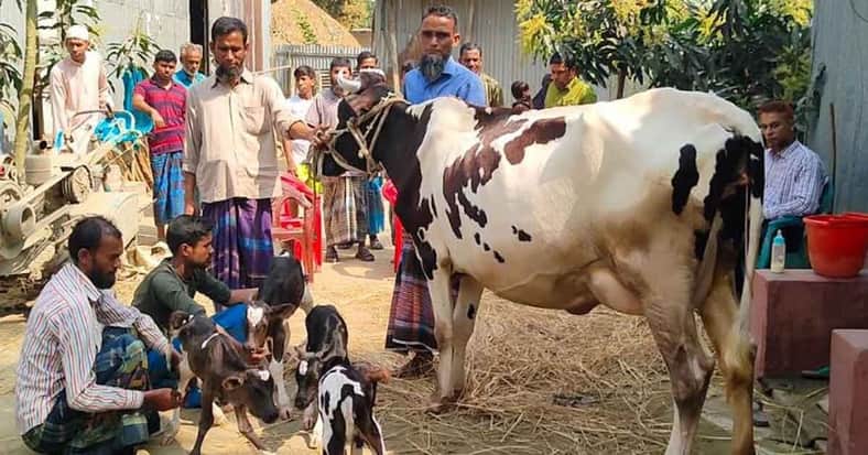 বাছুর