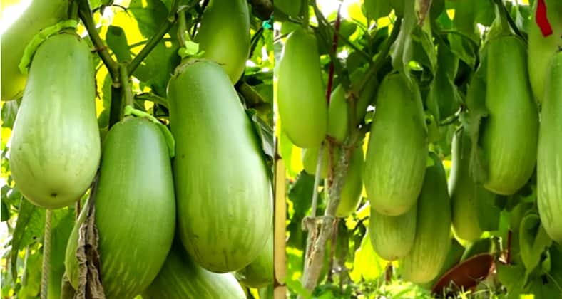 হাইব্রিড বেগুন