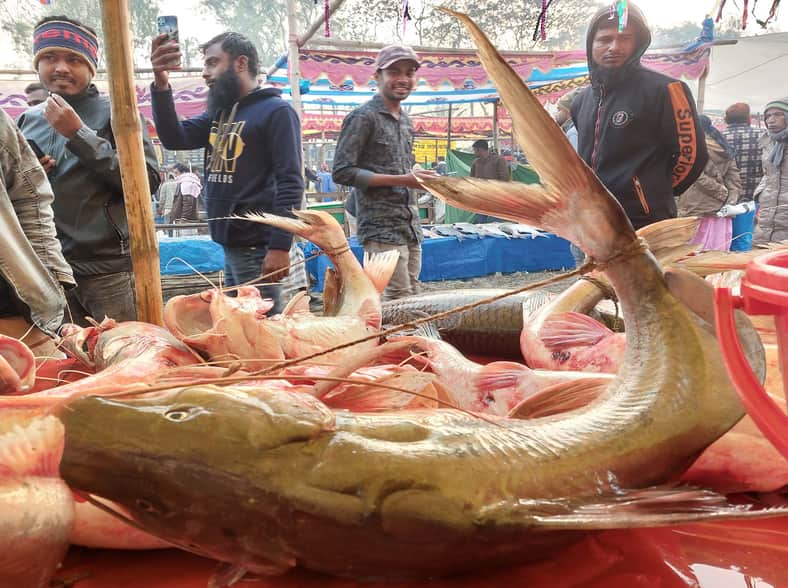 পোড়াদহ মেলায় একদিনেই কয়েক কোটি টাকার মাছ বিক্রি