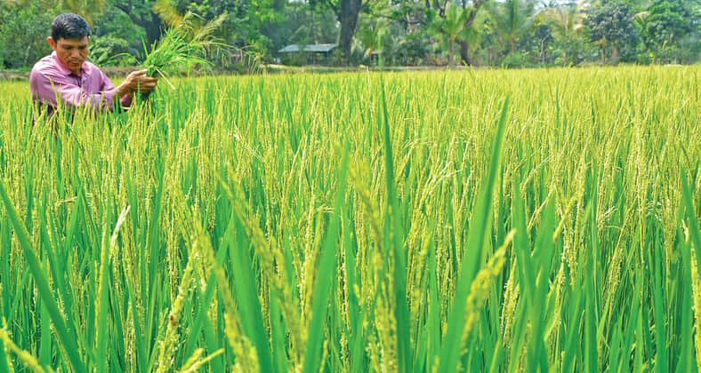 ধান আর সরিষার