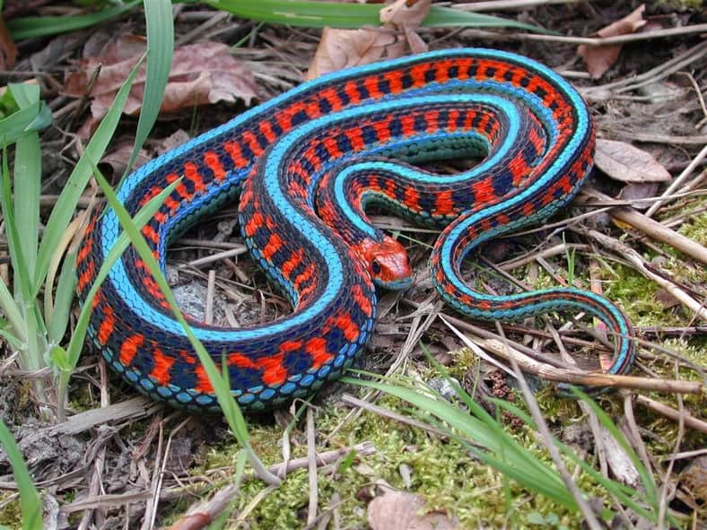 San Francisco Garter Snake