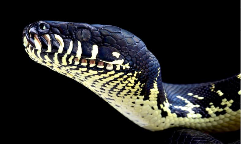 Boelen's Python