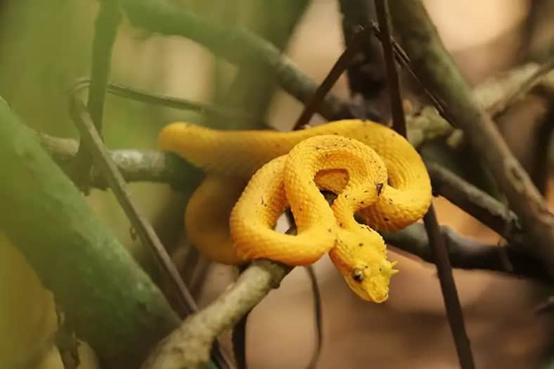 Eyelash Viper