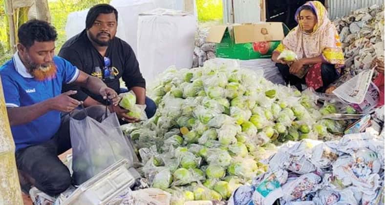 থাই পেয়ারা চাষ