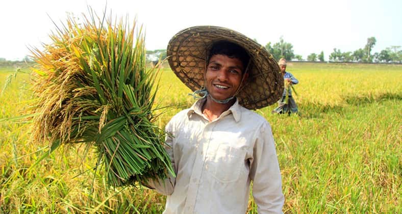 ধান কাটা