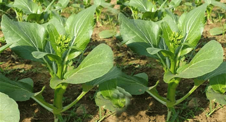 ফ্লাওয়ারিং চাইনিজ ক্যাবেজ