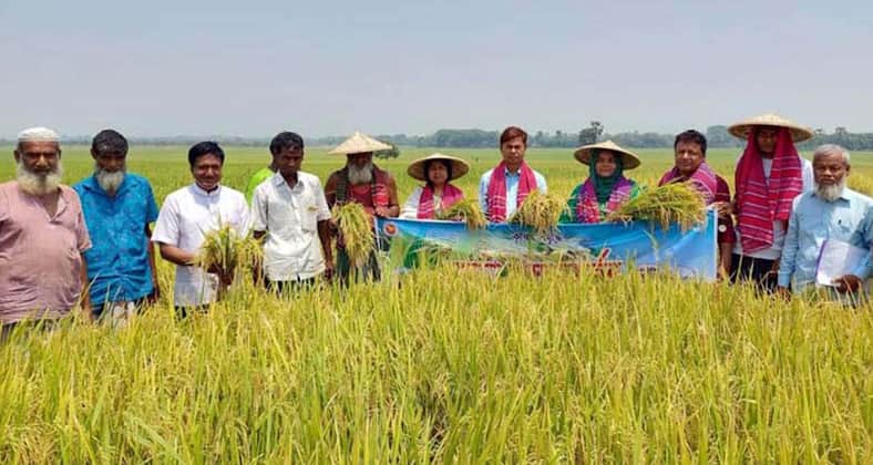 বোরো ধানের বাম্পার