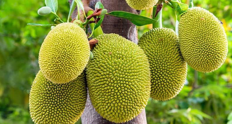 কাঁঠাল