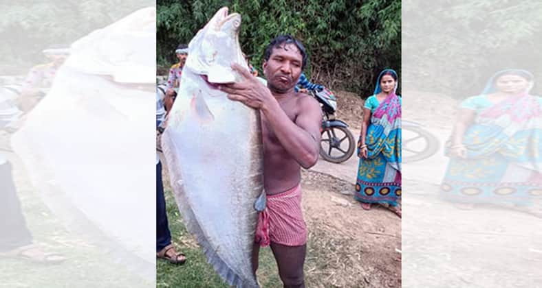 দৈত্যাকার চিতল মাছ