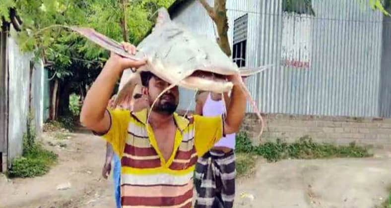 বাগাইড়