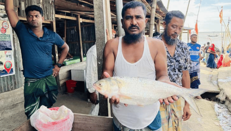 রাজা ইলিশ