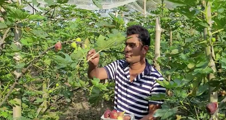 ত্বীন ফল