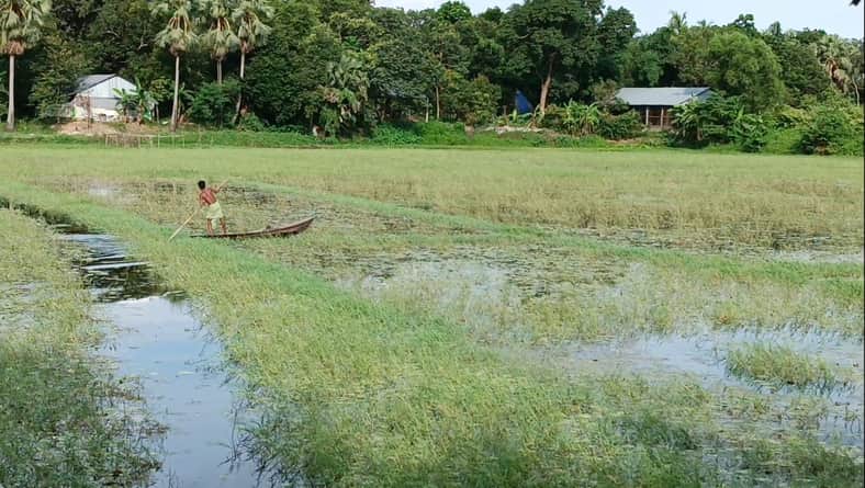 বর্ষায় বাড়ছে খাল-বিল, নদী-নালার পানি পড়ছে মাছ শিকারের ধুম