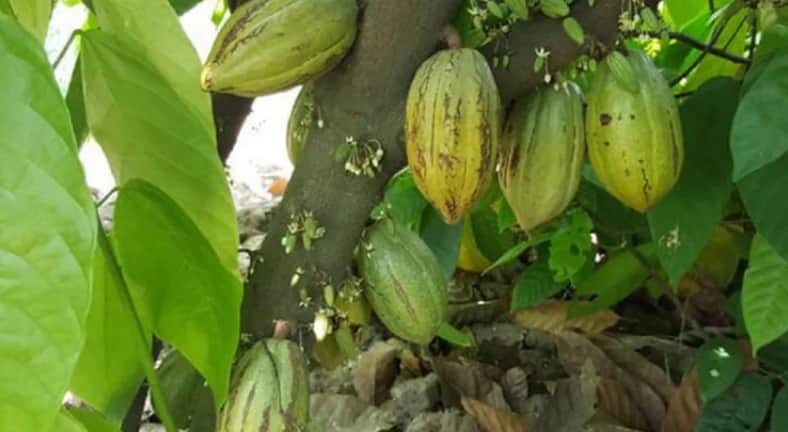 বিদেশি ফল কোকোয়া