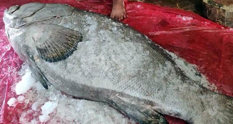 বোল মাছ