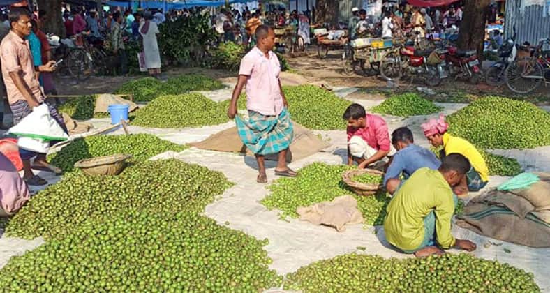 জলপাইয়ের হাট