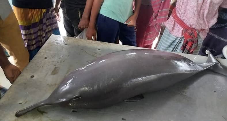 ডলফিন
