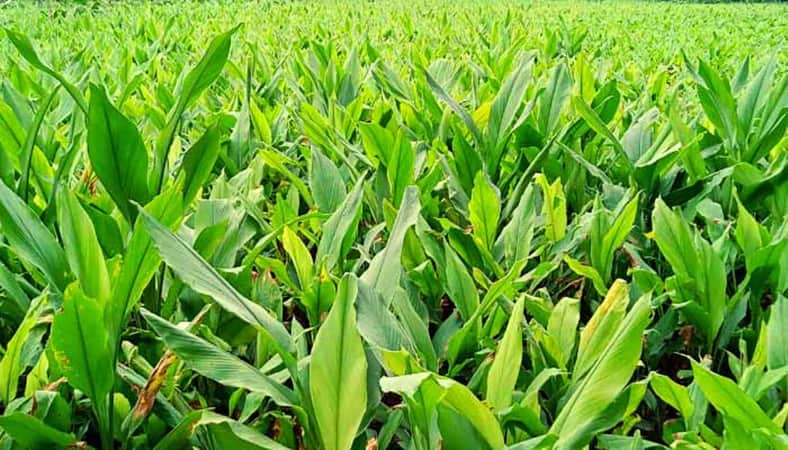 পাহাড়ে হলুদ চাষ