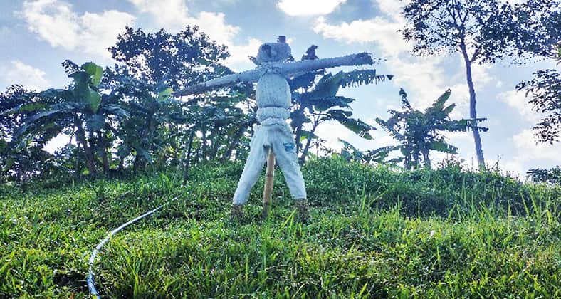 কাকতাড়ুয়া