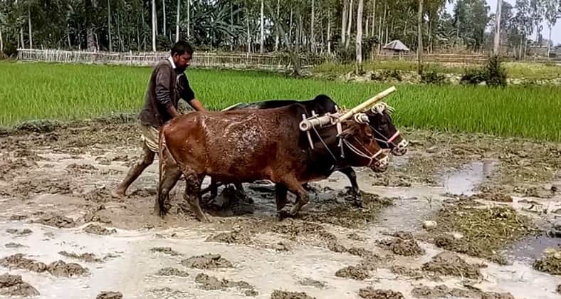 গরু দিয়ে হালচাষ
