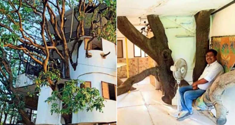 গাছের উপর বাড়ি