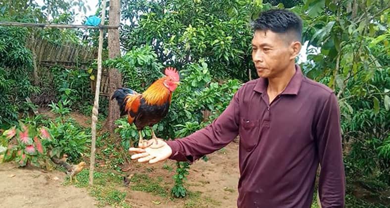 বনমোরগ বা বনমুরগি