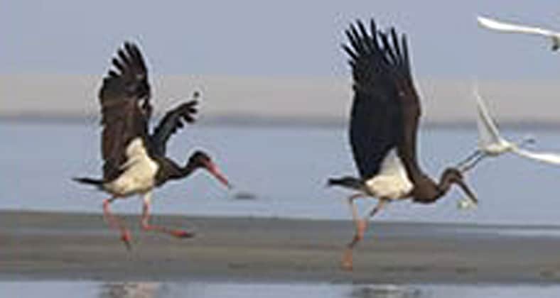 দুর্লভ কালো মানিকজোড়