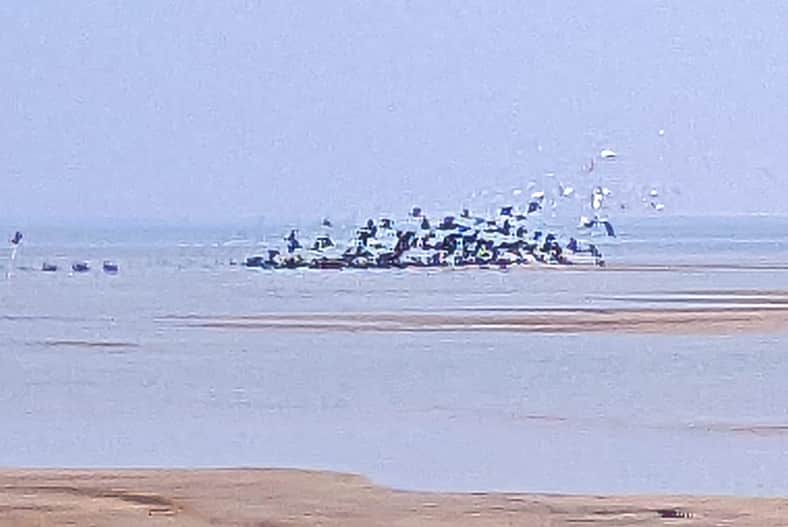 অতিথি পাখি
