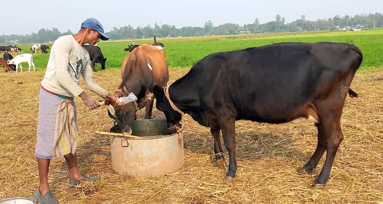 গাভী