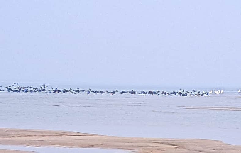 অতিথি পাখি