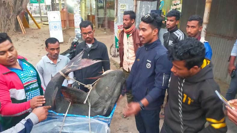 ৩২ কেজির বাঘাইড়