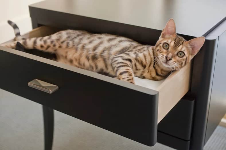Bengal cats