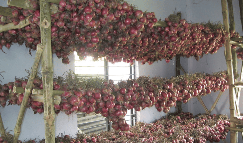 onion