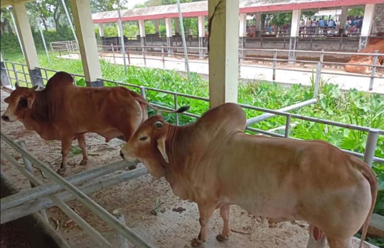 Cow