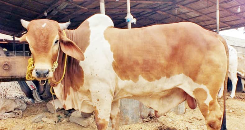 Cow a