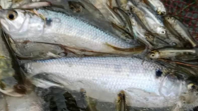 Hilsa