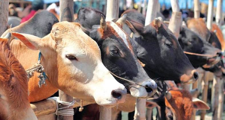 Qurbani Itihash