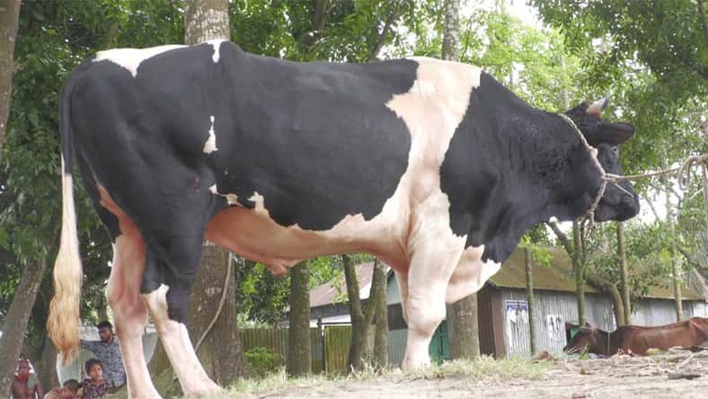 উড়াল সড়ক