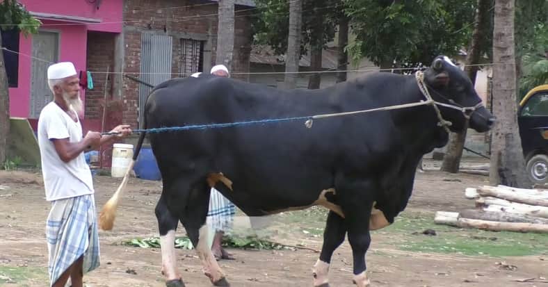 cow