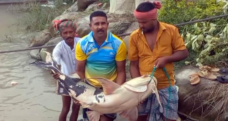 rajbari-fish