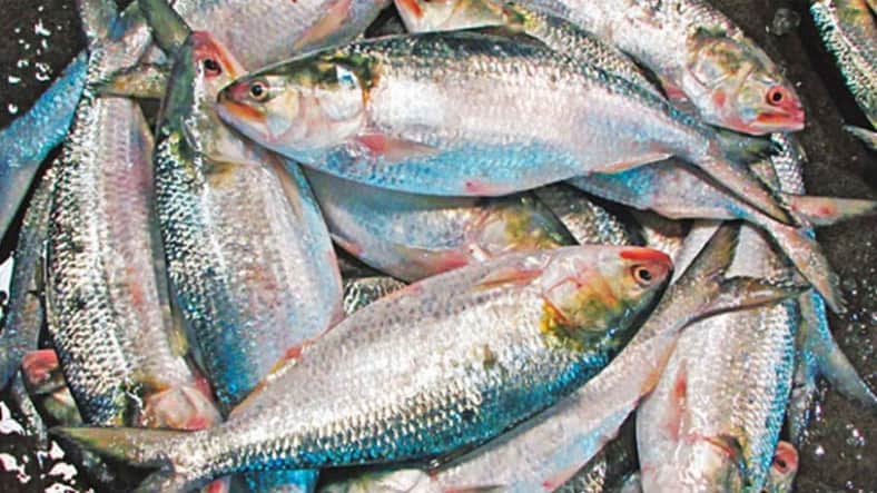 ইলিশ চড়া দামে বিক্রি