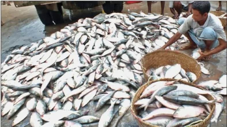 Hilsa