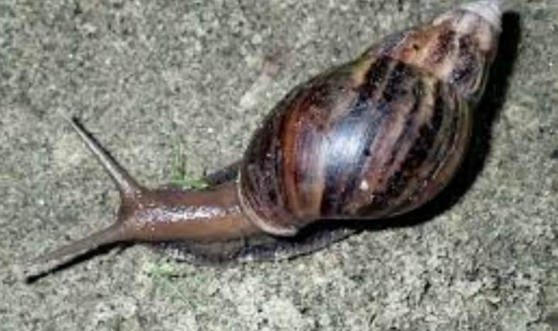 আফ্রিকান জায়ান্ট শামুক